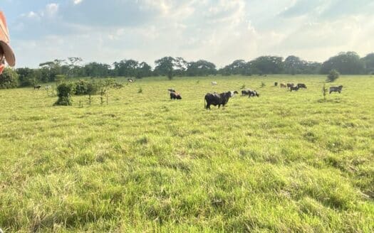 Rancho con vocacion ganadera, agricola  y forestal en venta Huimanguillo Tabasco